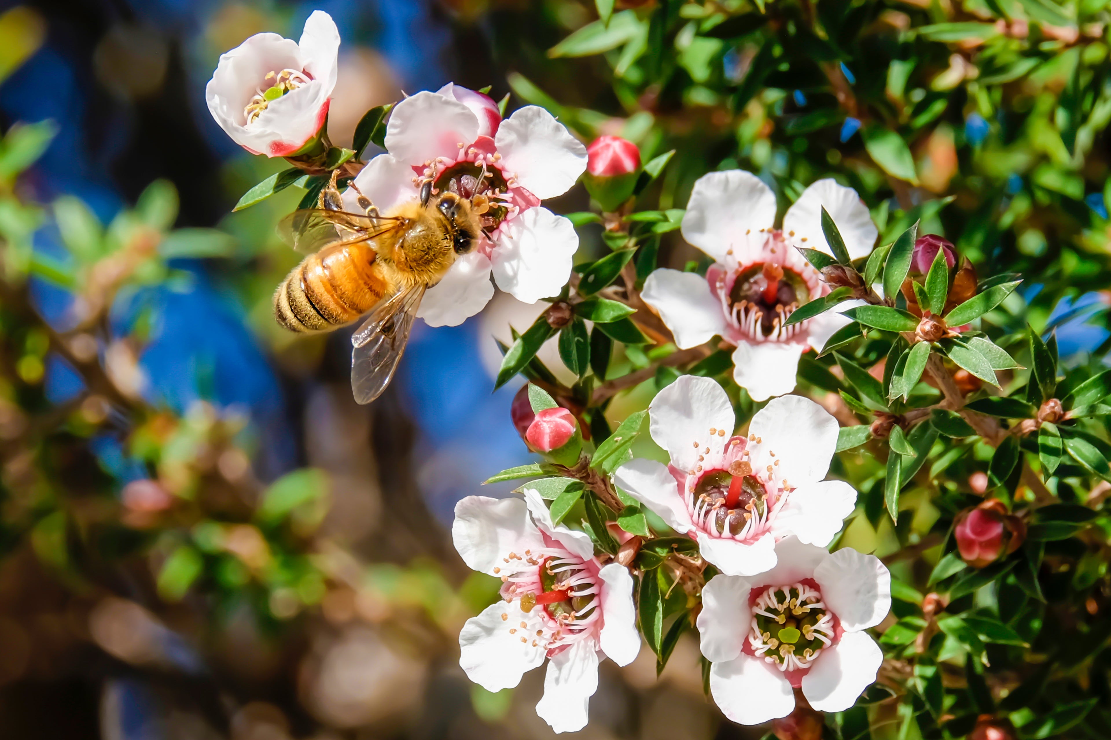 Miód Manuka BIO